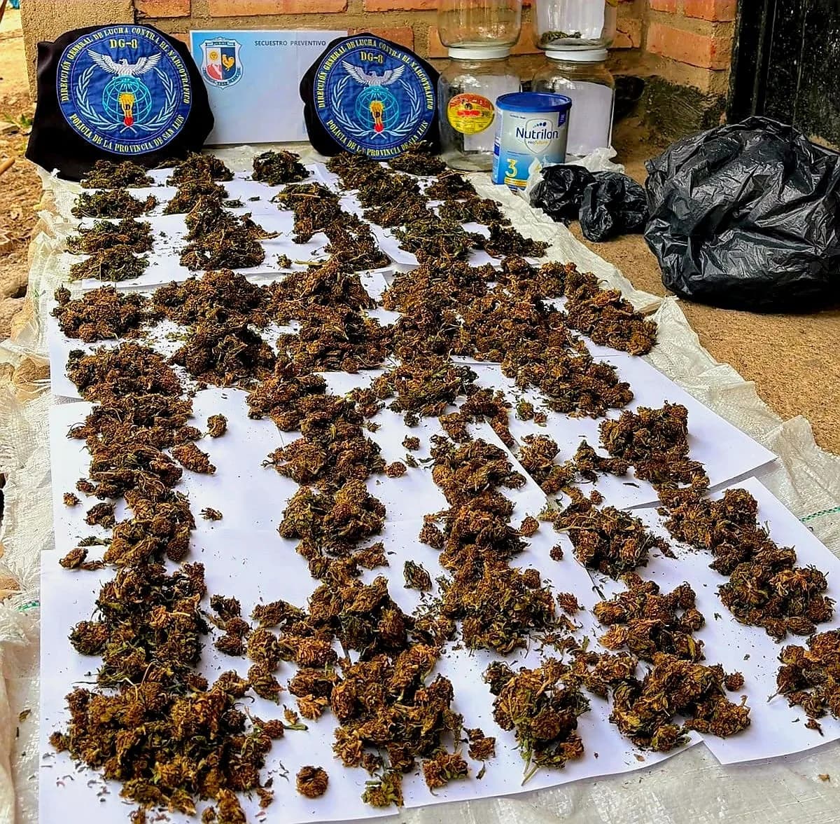 Tupac, el can de la Policía que fue clave en el hallazgo de marihuana valuada en más de $8 millones